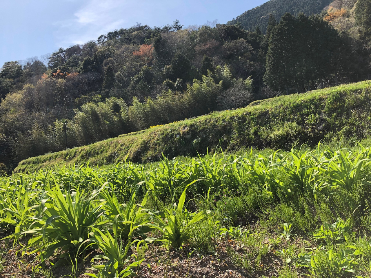 �厩�R�Ɉ͂܂�ă��t���b�V��