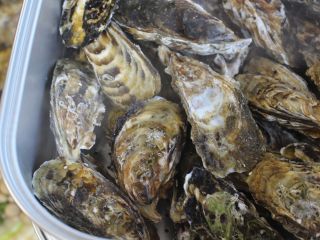 「蒸し牡蠣食べ放題 ブランド牡蠣 桃こまち」 シンプルプラン 3,300円