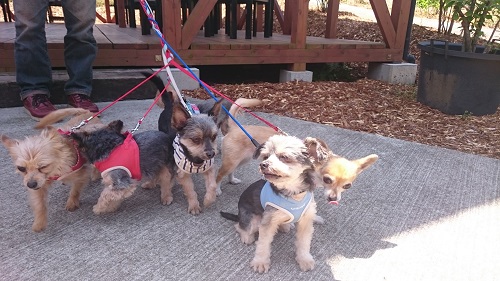 22年開催予定 九重夢大橋から分 ブルーベリー1時間食べ放題 ファミリー グループ カップルでも楽しめる 石窯ピザとブルーベリー ベリージュファーム じゃらん遊び体験 22年開催予定 九重夢大橋から分 ブルーベリー1時間食べ放題 ファミリー グループ カップルでも楽しめる 石窯ピザとブルーベリー ベリージュファーム じゃらん遊び体験