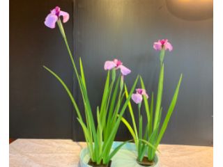 いけばな体験 草月流 季節の花 でいけばな体験 手ぶらで手軽に 1回だけの体験コースです 日本文化に興味のある方 男性の方 親子連れの方 外国人観光客の方には英語で対応します 是非どうぞ フラワースタジオ マインド新宿教室 じゃらん遊び体験 いけばな体験 草月流 季節の花 でいけばな体験 手ぶらで手軽に 1回だけの体験コースです 日本文化に興味のある方 男性の方 親子連れの方 外国人観光客の方には英語で対応します 是非どうぞ フラワースタジオ マインド新宿教室 じゃらん遊び体験