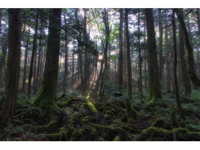 富士の裾野に広がる神秘と生命の森・青木ヶ原樹海の大自然をガイドウォーク。
