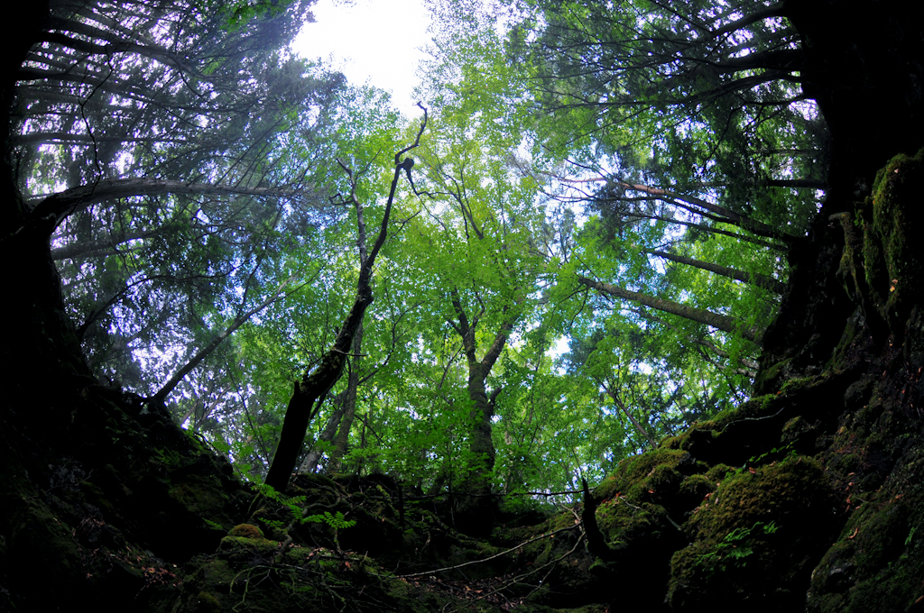 洞窟の入り口から見た青木ヶ原樹海。RPGの世界に入り込んだような光景。(山梨県の観光ポスターに採用された写真です。)