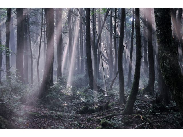 青木ヶ原樹海の森に差し込む光は幻想的です。