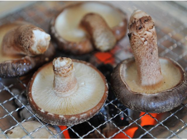 原木しいたけをその場で採って食べるのは絶品♪