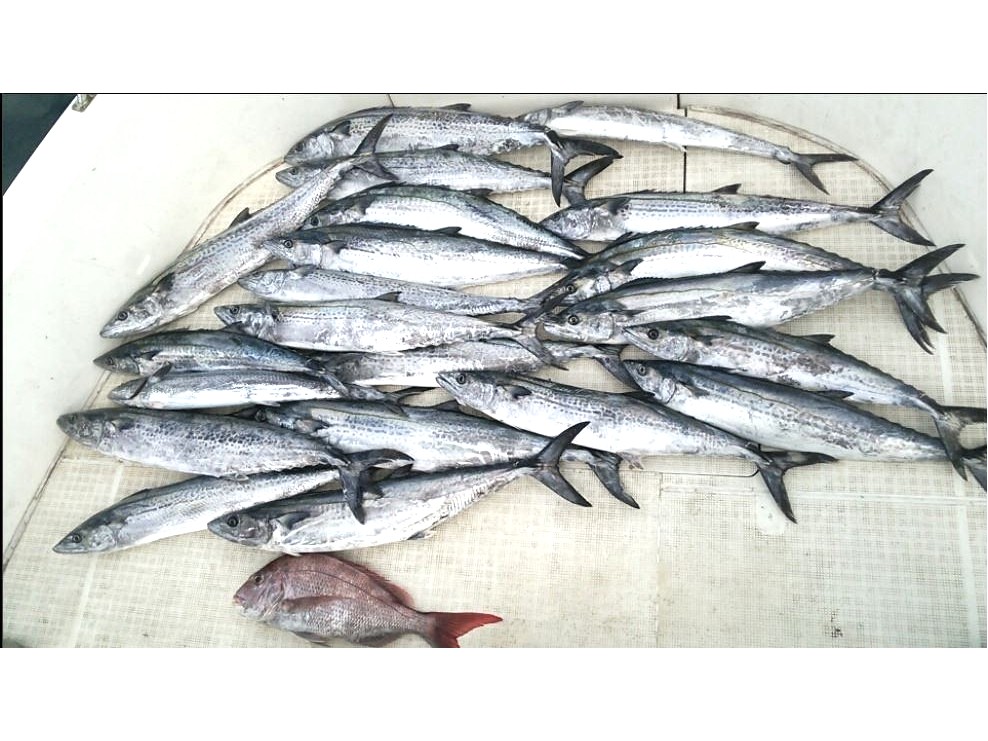 【1日チャーター便】※約8時間※8名様まで:100000円※