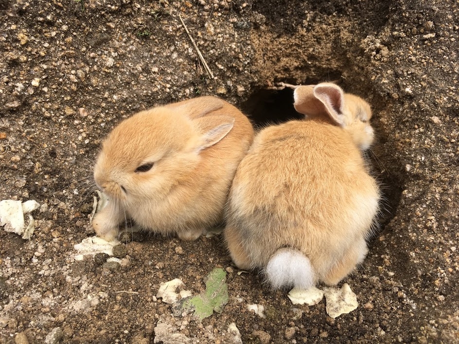 大久野島では人懐っこい約500羽のウサギがお出迎えします!