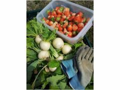 材料はシェフ自らが選んだ新鮮な野菜を使います