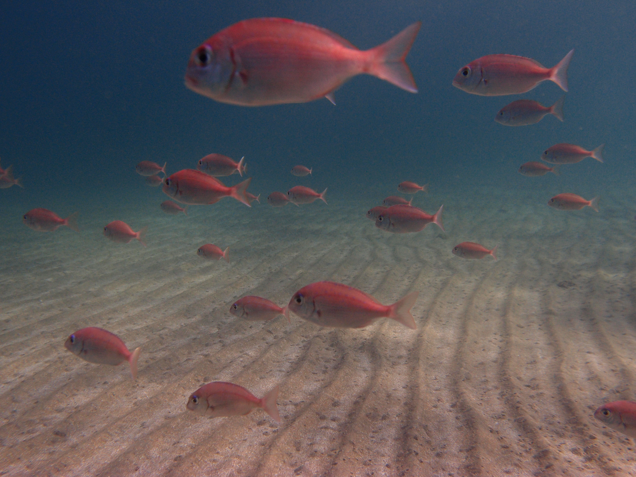 10�����̐����i�F