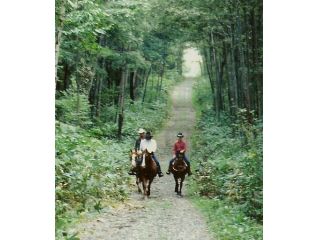静かで爽やかな林道をお散歩!耳を澄ませば小鳥のさえずりや川の音が。