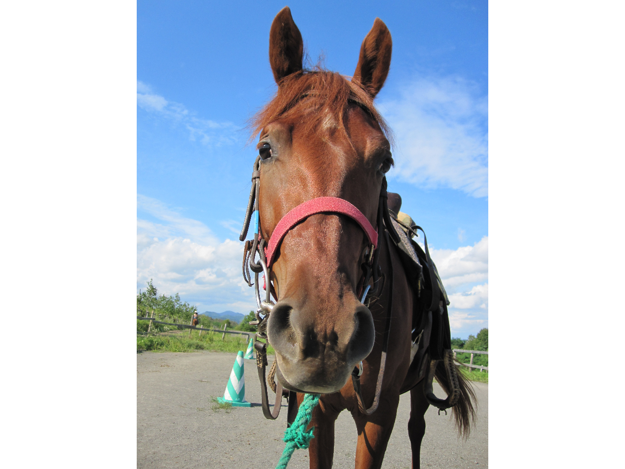 Vn̔n͂Ő܂qŁADq΂I 