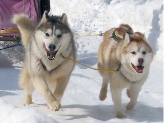 美しい富良野の銀世界を、ハスキー犬たちと駆け抜ける!特別な技術や経験がなくても、ガイドがレクチャーするから問題なし。