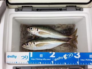 大アジが釣れることも