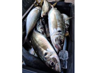 常連さんはクーラー一杯釣れることも