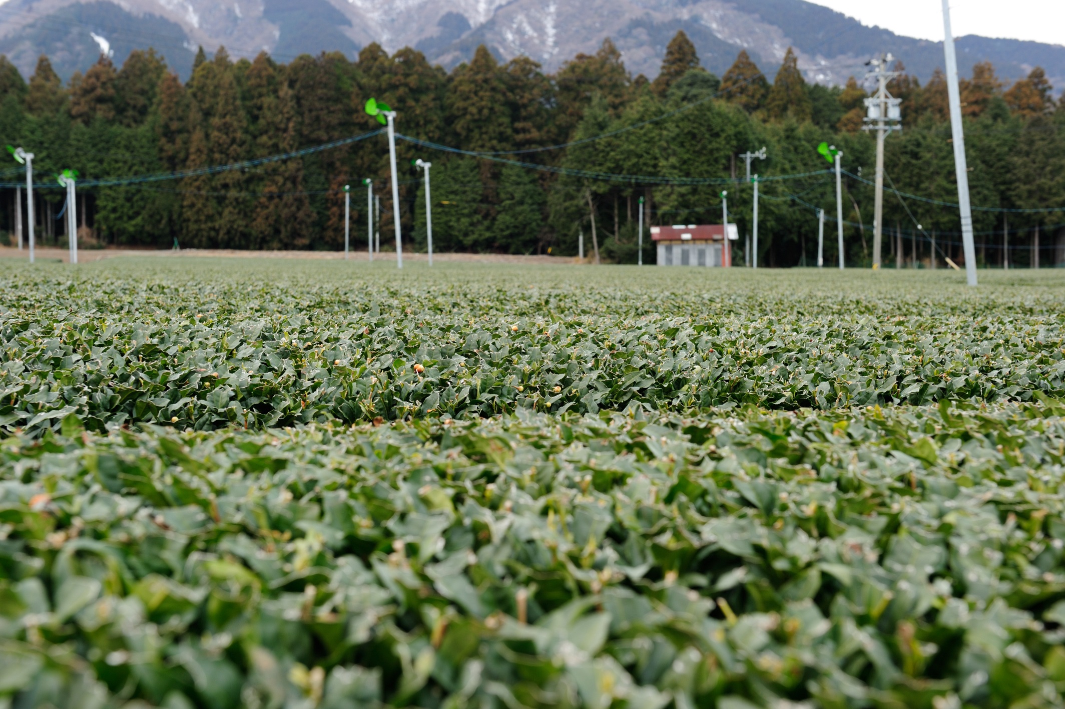 ǂls򒬁i킿傤j͒LĂ܂B