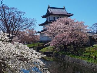 桜が満開の松前城