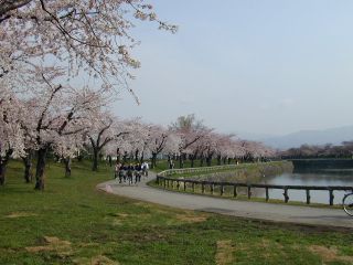 桜が満開の五稜郭