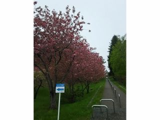トラピスト男子修道院の桜