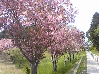 トラピスト男子修道院の桜