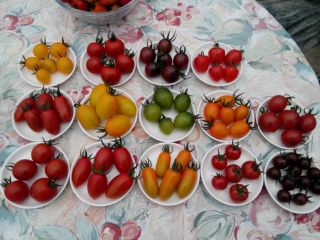 ミニトマトの種類は約20種類