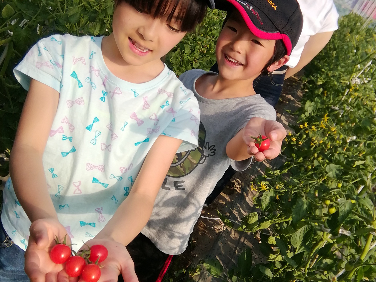 真っ赤に完熟したミニトマトを収穫してその場で食べることができます!