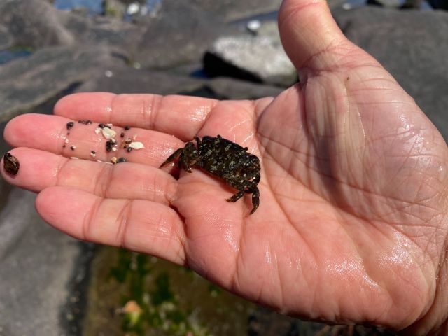 カニは大小たくさんいますよ。