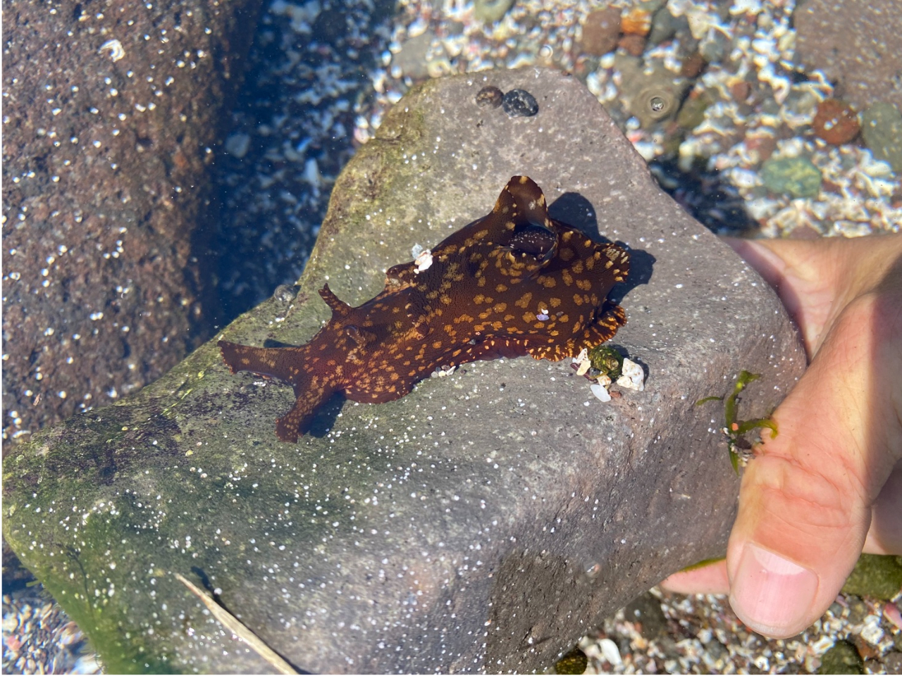 足首くらいの水深でも色々な生物がたくさんいます。