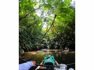 シダ植物の広がる湖面をジャングルクルーズで楽しみます。