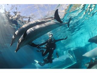 実際のドルフィンダイブの様子です。ご希望があればイルカたちとの記念撮影と撮った写真のプレゼントをサービスで行っております。