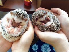 東京の動物カフェランキングtop10 じゃらんnet