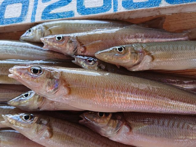 午前船6時30分集合 ショート シロギス釣り しっかりお教えします 釣り初心者さん お子様大歓迎 おひとり様はもちろん ファミリー 女性同士 カップルのご参加もok 釣船進丸 じゃらん遊び体験 午前船6時30分集合 ショート シロギス釣り しっかりお教えします 釣り初心者さん お子様大歓迎 おひとり様はもちろん ファミリー 女性同士 カップルのご参加もok 釣船進丸 じゃらん遊び体験