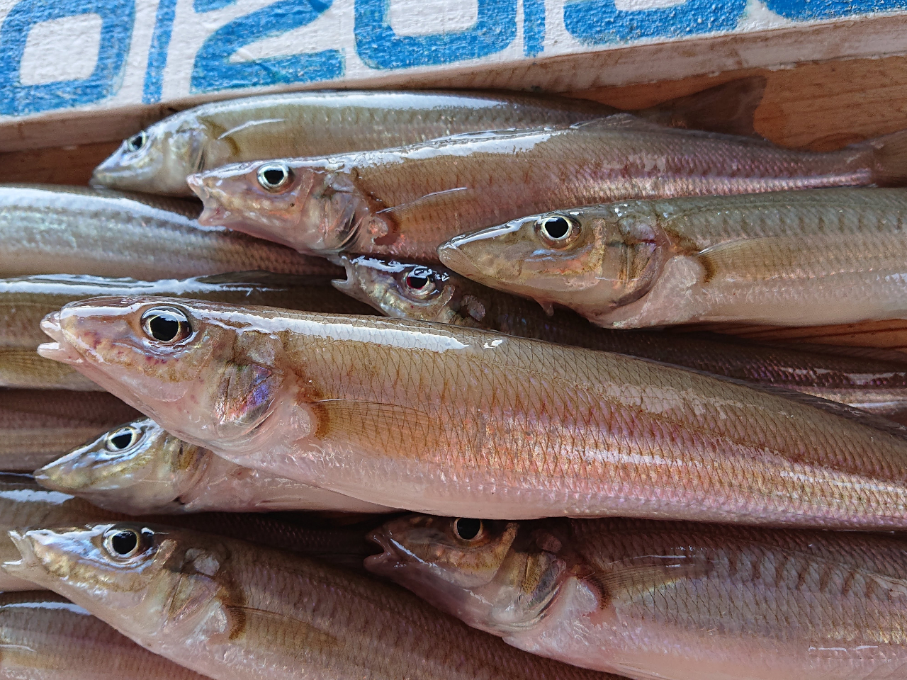 午前船６時３０分集合 人気 シロギス釣り しっかりお教えします 釣り初心者さん お子様大歓迎 おひとり様はもちろん ファミリー 女性同士 カップルのご参加もok 釣船進丸 じゃらん遊び体験