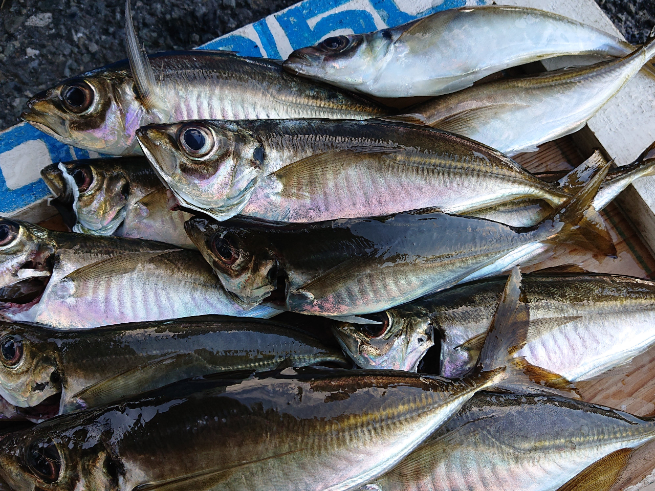 miAWނn肨܂Iނ菉S҂񥂨ql劽}