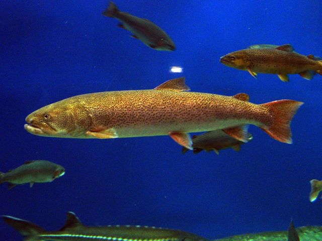 1時間前OK】わくわくドキドキ♪水族館裏側探検 大水槽エサやりプラン