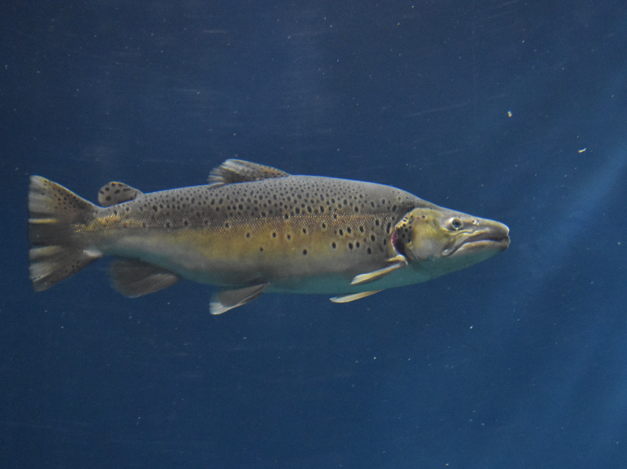 傫ȃuEgEg@Ԃ̃GT̂܂݂̂łI