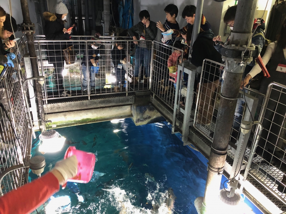 【お得な入館券セット・1時間前OK】わくわくドキドキ♪水族館裏側探検 大水槽エサ...