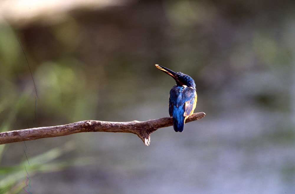 【ショートコース】天塩川本格カヌーツーリング!水面からの視線、風景は感動と驚き!...