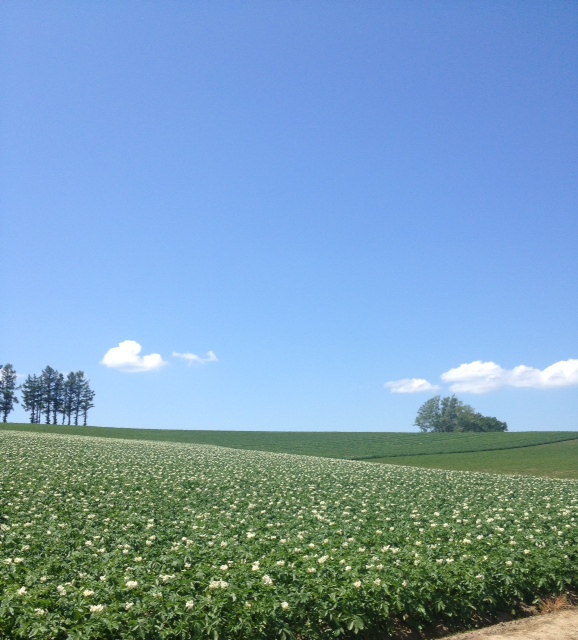 �p�b�`���[�N�̘H