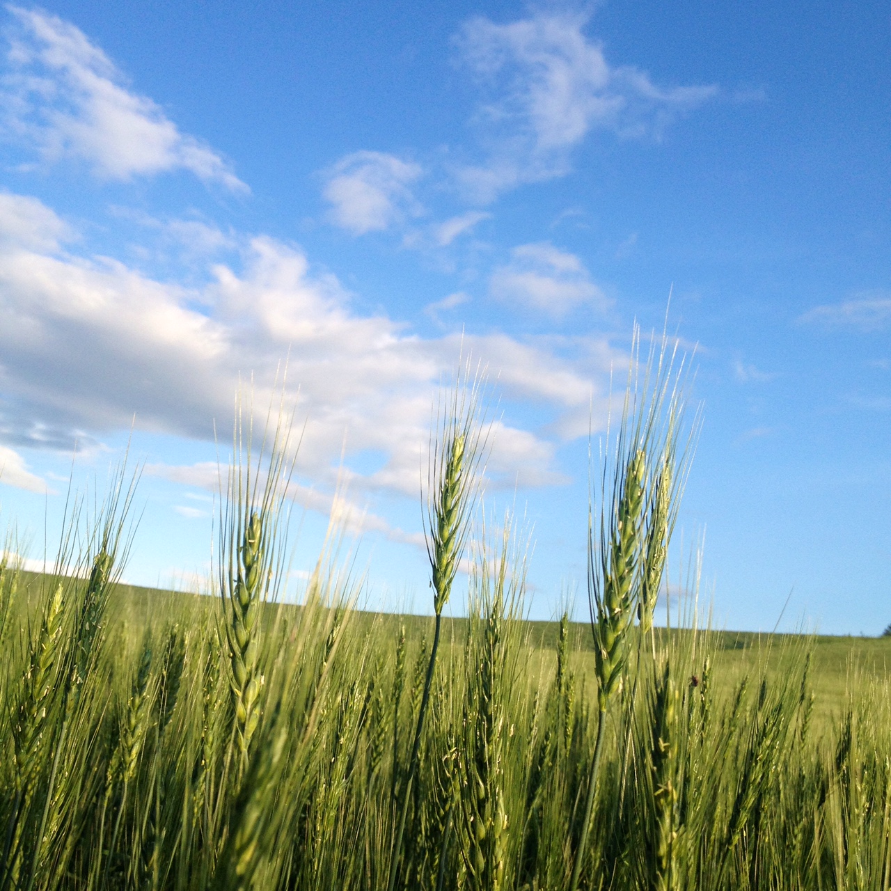 �p�m���}���[�h