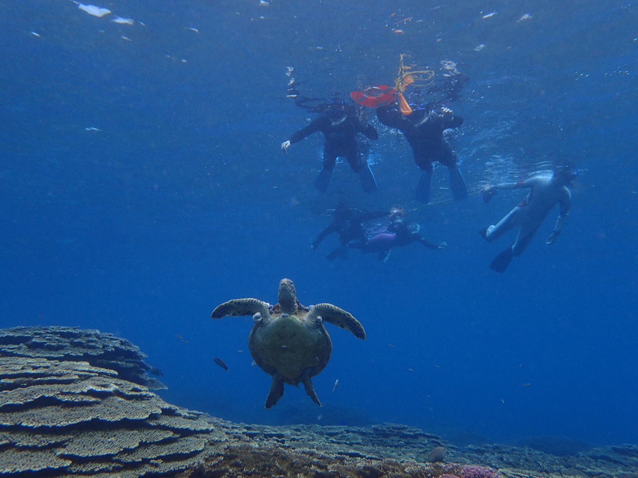 新品 　海の生き物　ウミガメ 瀬戸物　ズッシリ重い 新品 海の生き物 ウミガメ 瀬戸物 ズッシリ重い 近海産海水魚