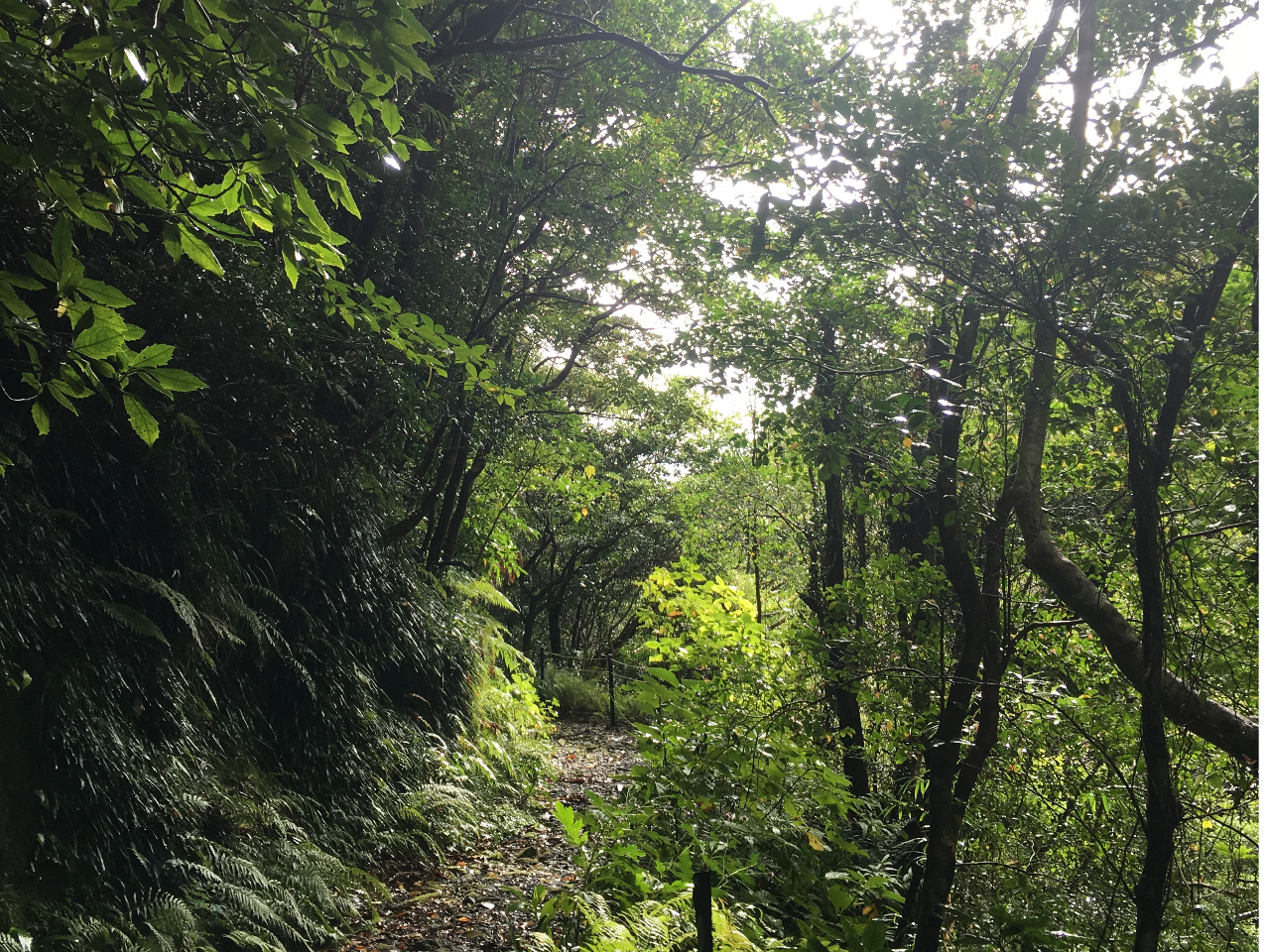 �[���X������������܂ł̓��̂�