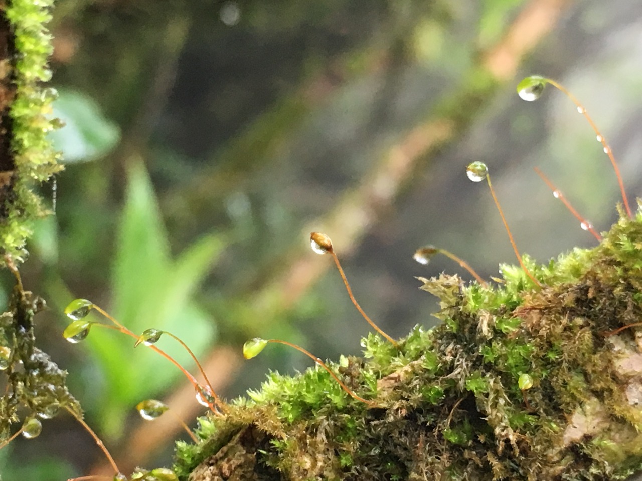 ��������̃R�P�����ꂢ�ł�