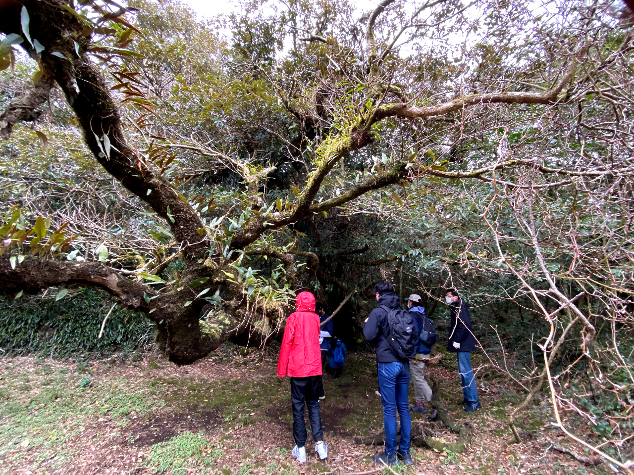 火口内にある古木