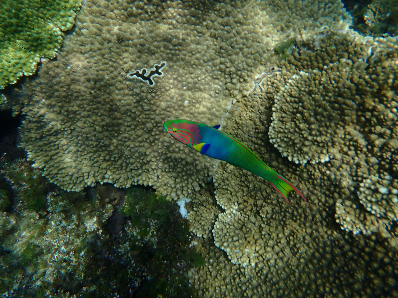 �J���t���Ȃ��������I�@���ɂ������ς������