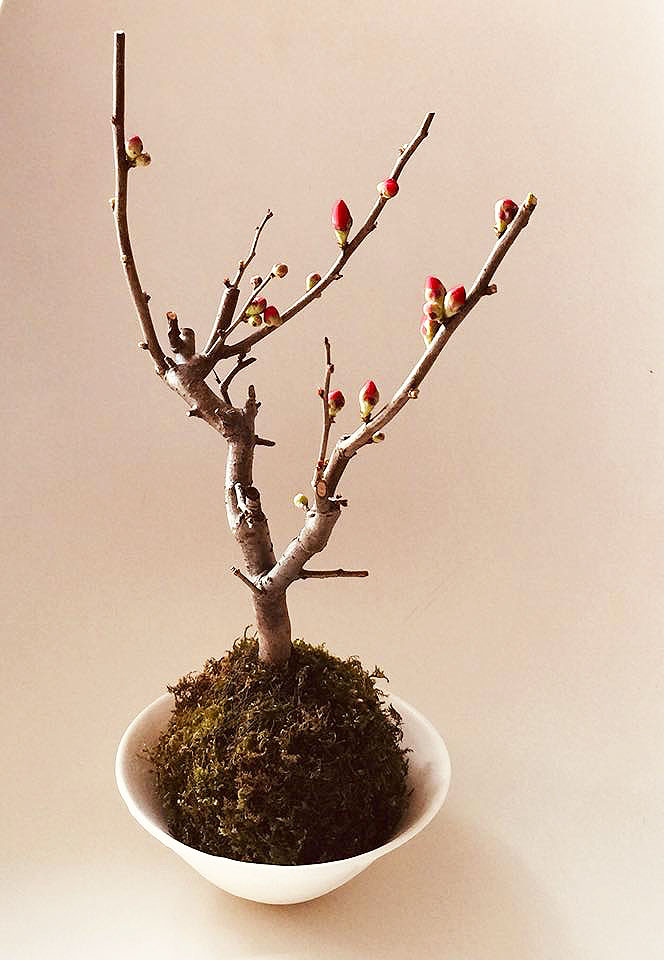 ぼけ(枝物)。枝物ご希望の方は、なるべく早めにお知らせください。