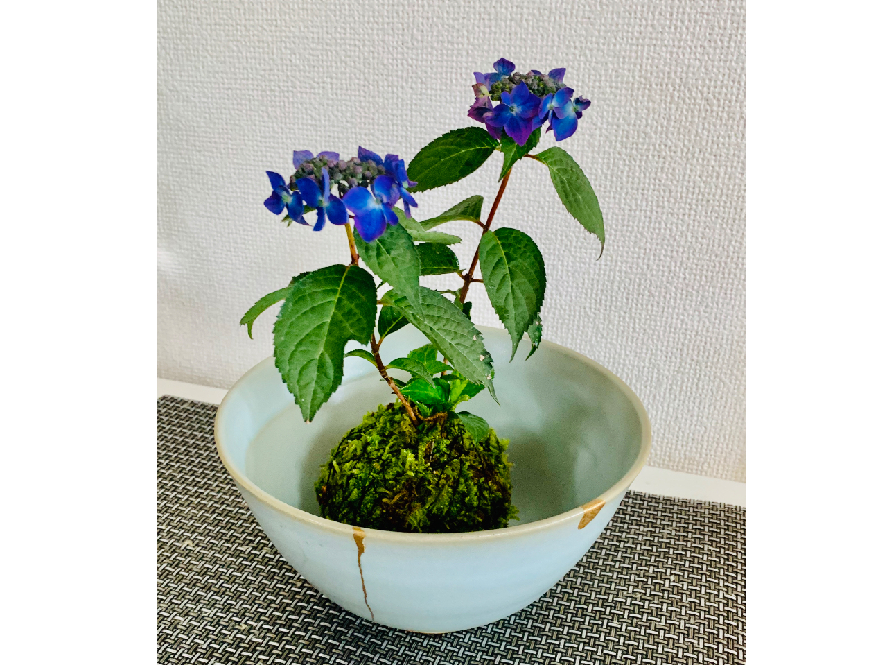 5月、6月 紫陽花(枝物)。枝物ご希望の方は、なるべく早めにお知らせください。