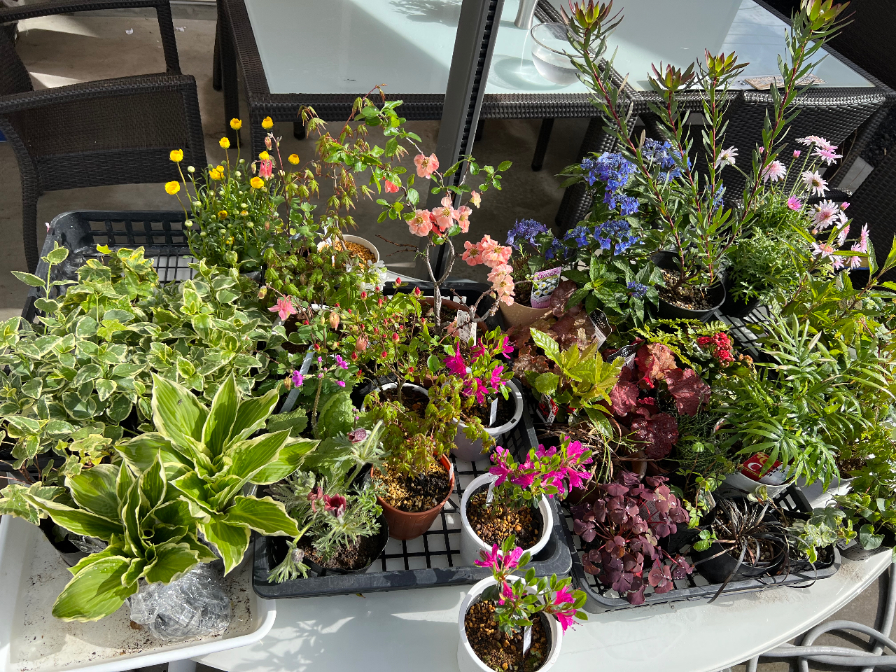 植物を選ぶところから始めます。