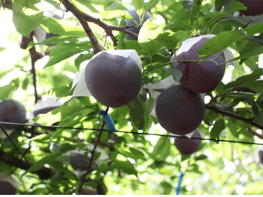 じゃらん限定 山梨 甲州市 プラム狩り 桃食べ放題 お土産 高級品種プラム2個以上 ファミリー 女性 カップルにおすすめ 宿沢フルーツ農園 じゃらん遊び体験 じゃらん限定 山梨 甲州市 プラム狩り 桃食べ放題 お土産 高級品種プラム2個以上 ファミリー 女性 カップルにおすすめ 宿沢フルーツ農園 じゃらん遊び体験