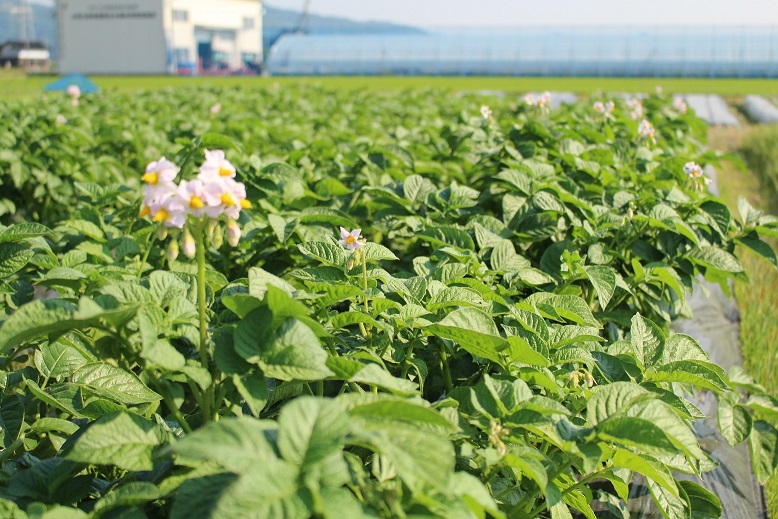 �W���K�C���ɉԂ��炫�܂����B���ꂩ��C��������o����ł���B�����A���t���Ă���A��P�O�O���オ���n�K���ł��B