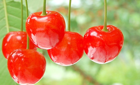 ★夏の果物さくらんぼ狩り★津軽の自然は生んだ優しい甘さのさくらんぼ!は子供から大...