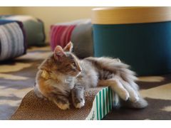 東京の動物カフェランキングtop10 じゃらんnet